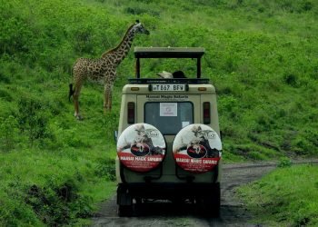 Explore Tanzania's wildlife on a Maasai Magic Safari tour with giraffes in their natural habitat.